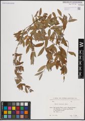 Foto von Salix excelsa S. G. Gmel.